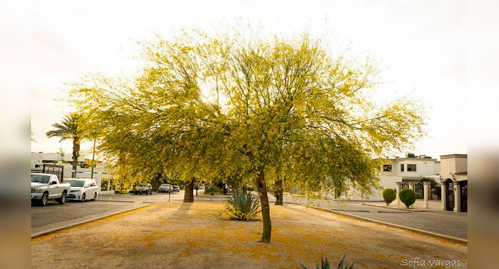 Vivero Municipal de Hermosillo regalará 500 árboles nativos de producción propia este viernes