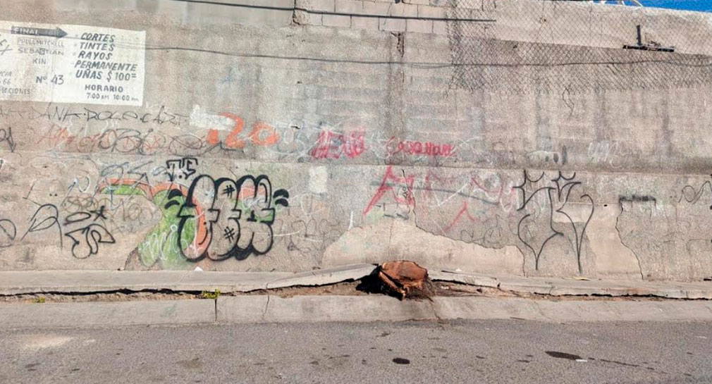 En 2023 se han denunciado 10 casos por tala de árboles en Hermosillo: Caminantes del Desierto
