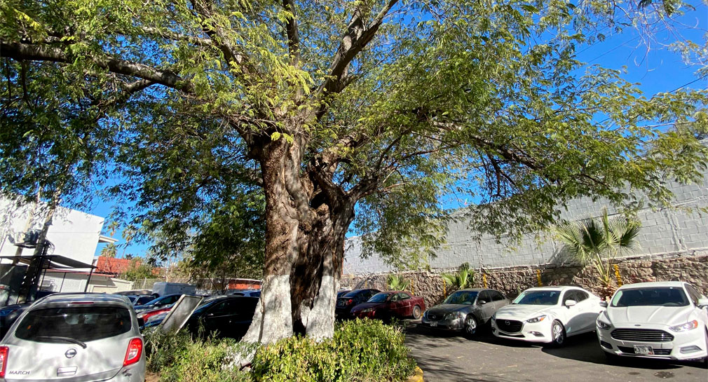 Aumentan reportes por tala de árboles en Hermosillo este año, deben pedir permiso porque multas son de hasta 15 mil pesos: IME