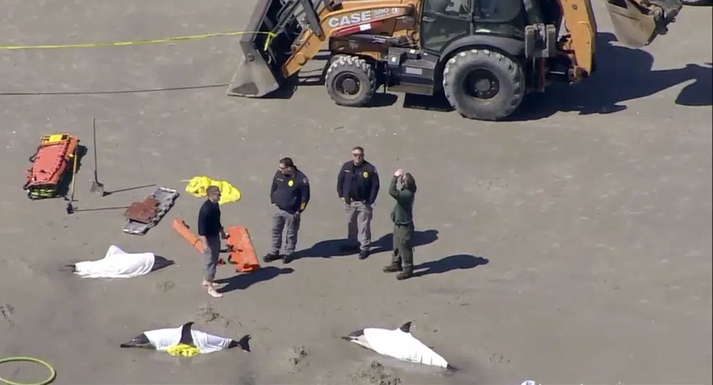 Hallan 8 delfines muertos, varados en playa de Nueva Jersey