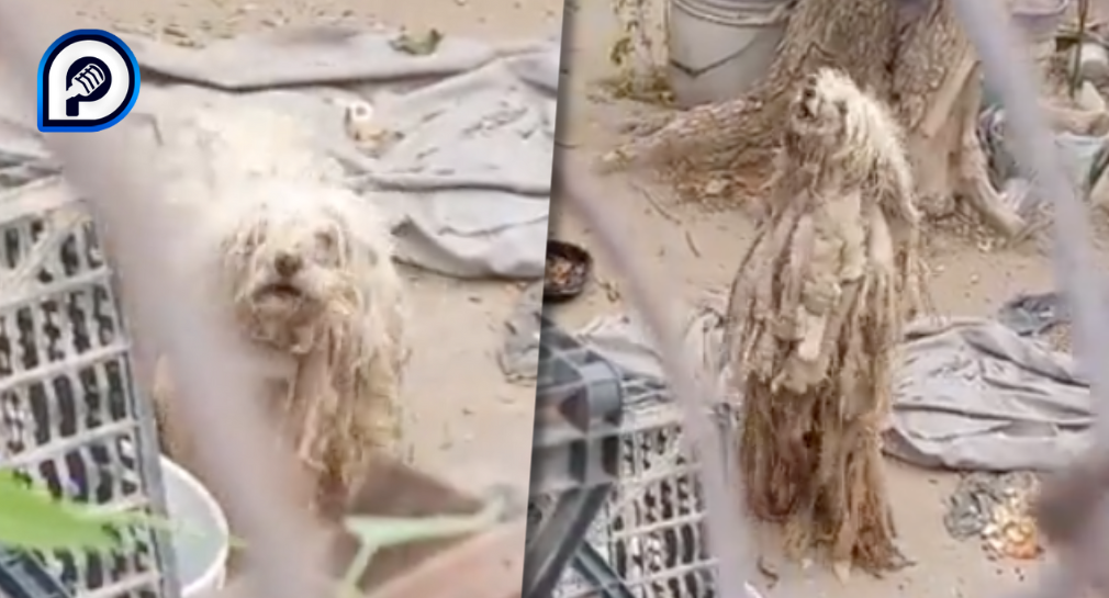 Rescatan a 5 perros abandonados en una casa de la colonia San Benito, en Hermosillo