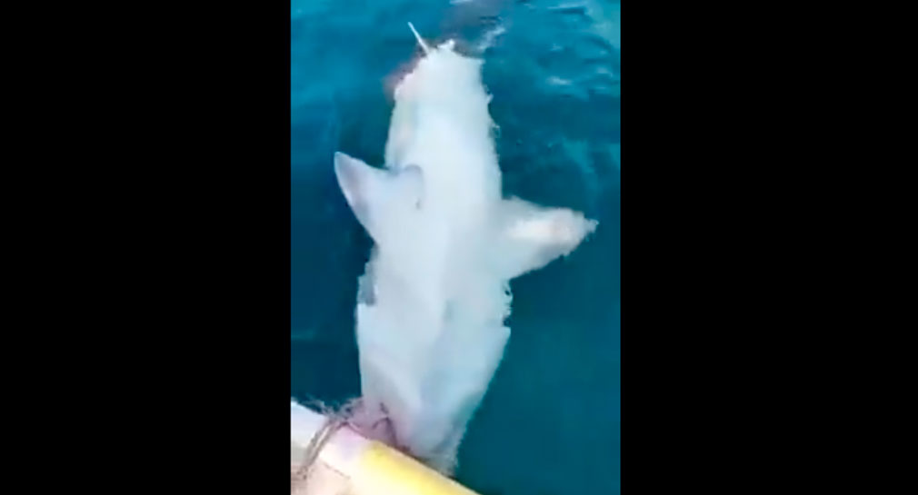 Tras ataques de tiburón a buzos y pescadores en Sonora, Protección Civil brinda capacitación para actuar ante acercamiento