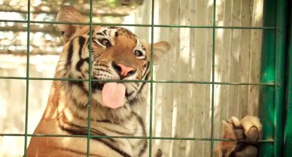 Envían a centro de la India a 200 tigres rescatados en México