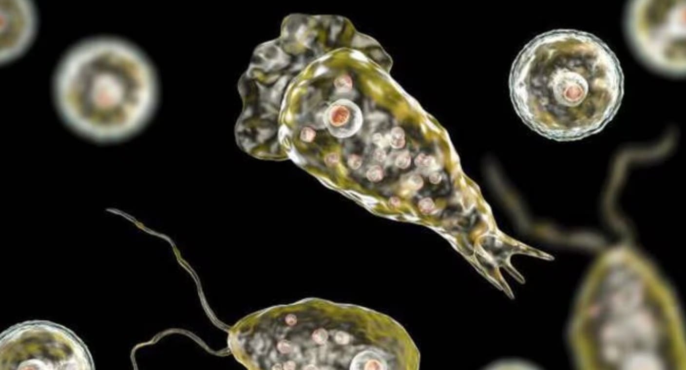 Una persona muere tras infectarse con “ameba comecerebros” en Florida, reportan autoridades