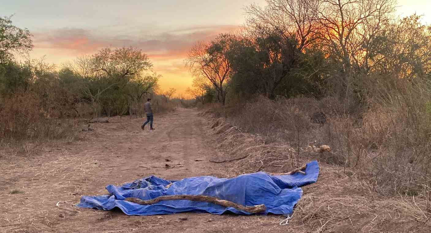 Aplican eutanasia a yegua malherida en ejido Mesa del Seri; señala Protección Animal que intentaron raptarla
