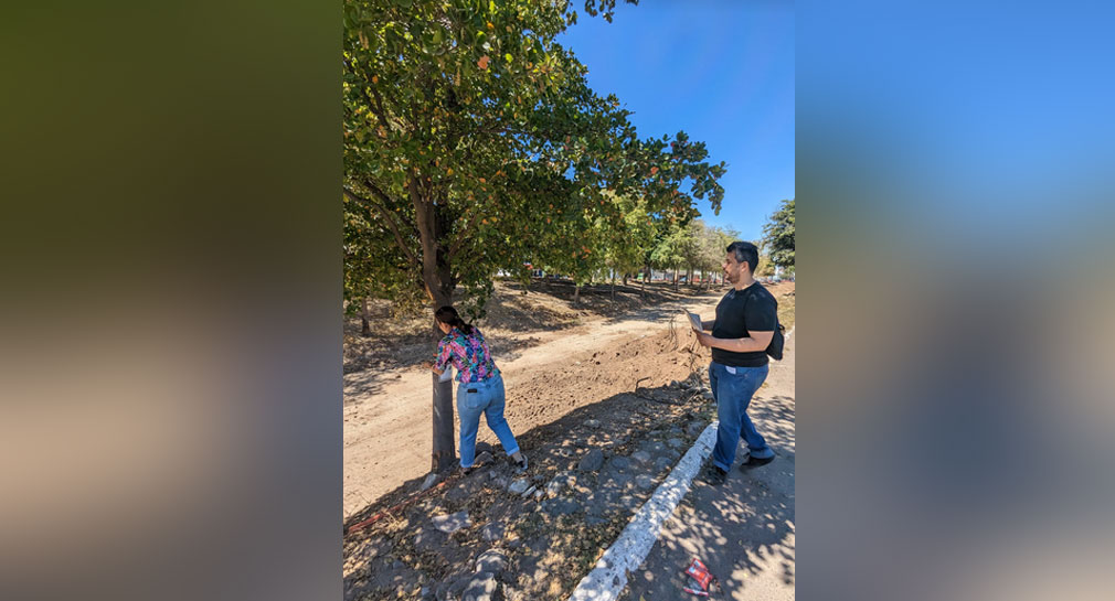 Colocan letrero temporal en los 32 árboles del bulevar Luis Encinas de Hermosillo, para monitorear durante reparaciones y trasplante