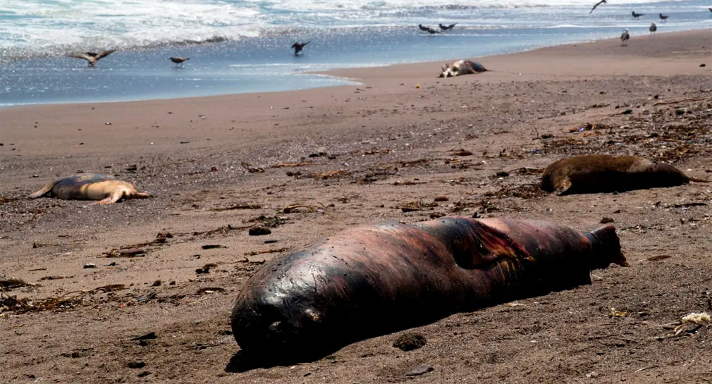 Mueren más de 3 mil lobos marinos en Chile por gripe aviar