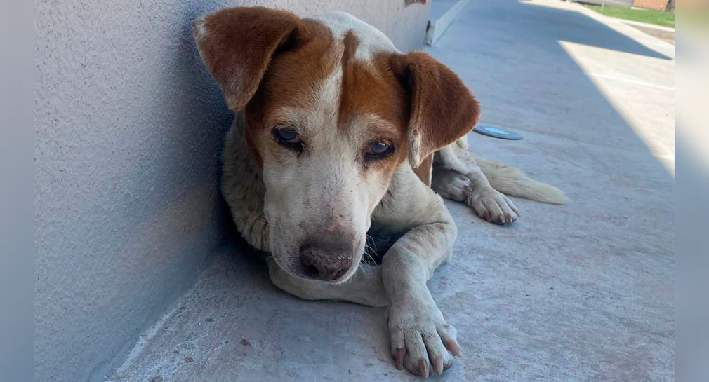 Solicitan apoyo para rescatar a perrita desnutrida y con tumor en Basalto Residencial, en Hermosillo