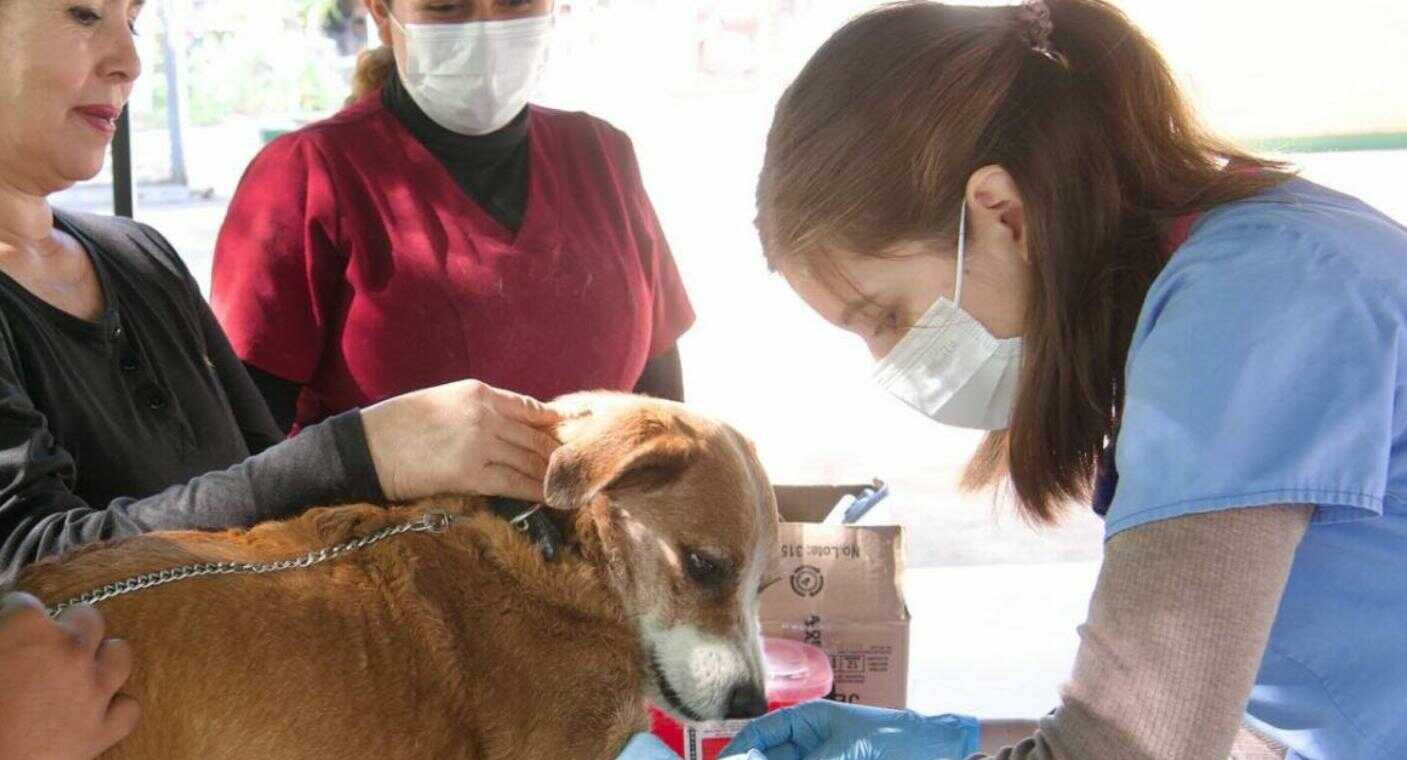 Realizan jornada de salud animal en la colonia Coloso Alto de Hermosillo