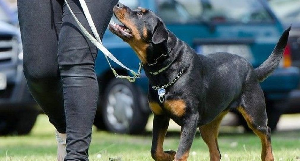 Generará seguridad y limpieza aplicar reglamento para pasear a mascotas en Hermosillo, coinciden en SONDEO