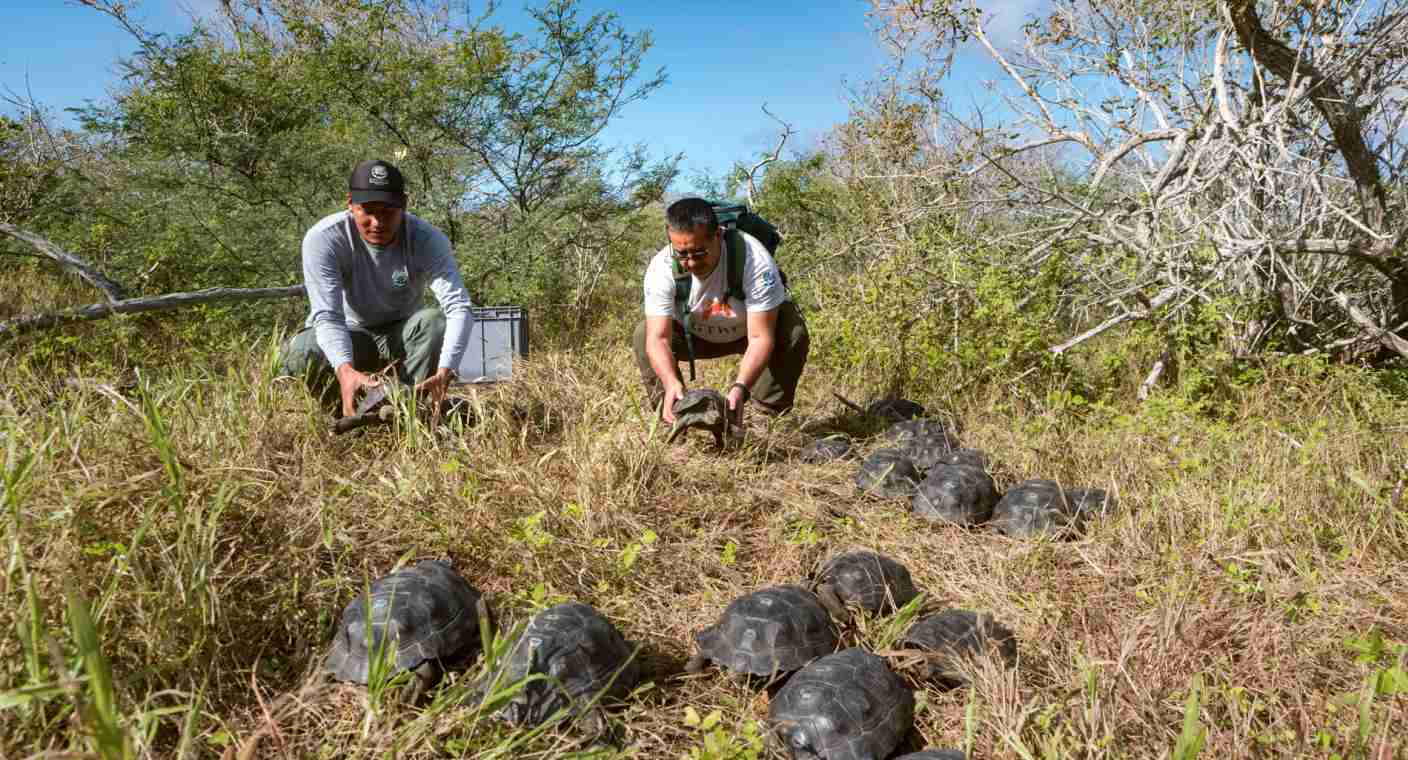 Regresan a su hábitat natural 86 tortugas criadas en Galápagos
