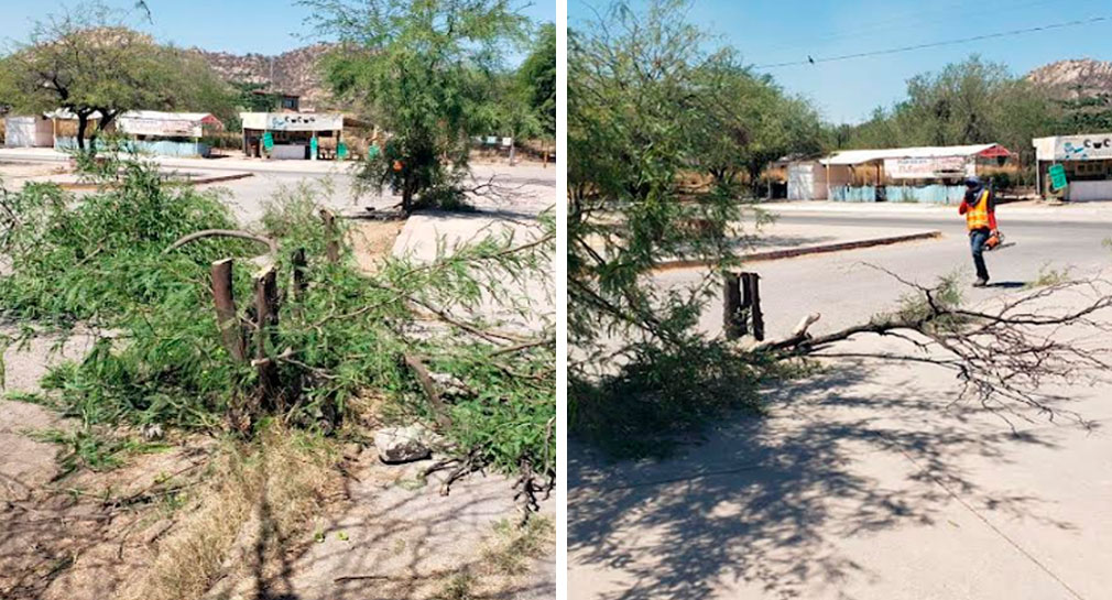 Multan con 30 mil pesos y reposición de ejemplares a quienes talaron árboles al exterior del gimnasio Ana Gabriela Guevara, de Hermosillo