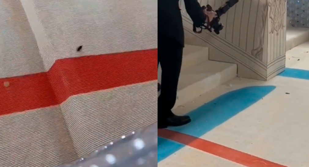 Cucaracha acapara miradas a su paso por alfombra roja de la Met Gala 2023 (VIDEO)