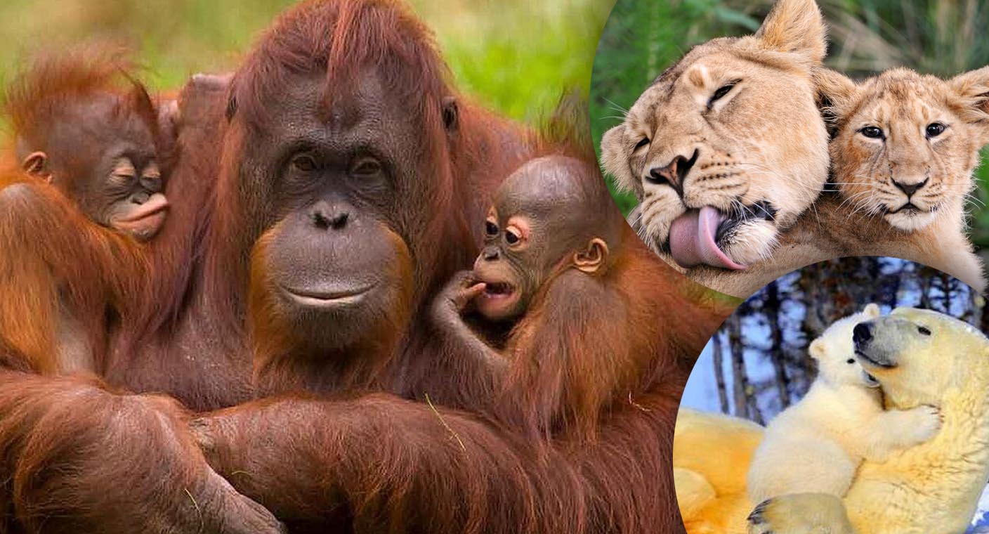 Las madres del reino animal y sus curiosas formas de cuidado y crianza