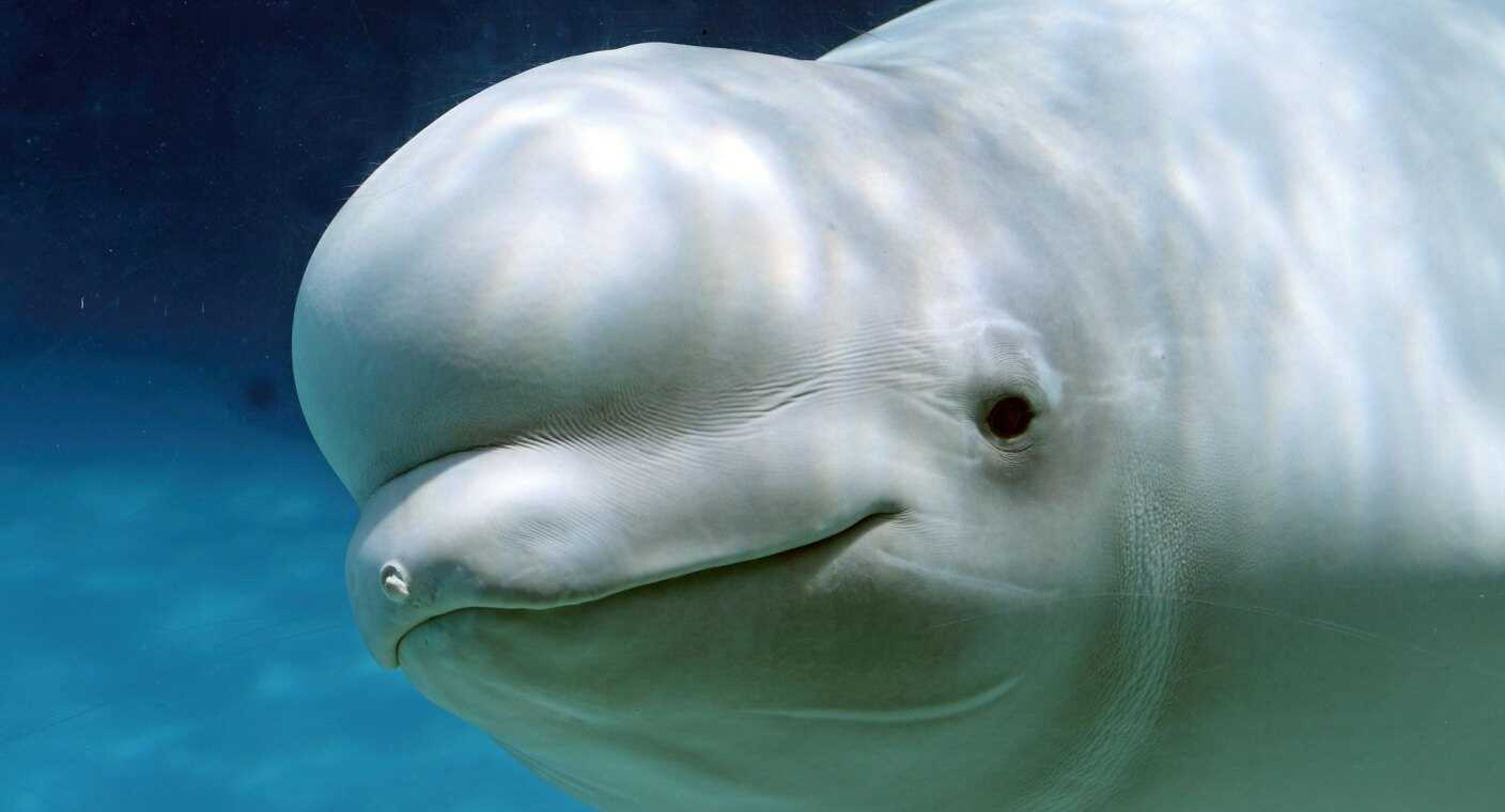 Detectan a presunta ‘beluga espía rusa’ en aguas suecas