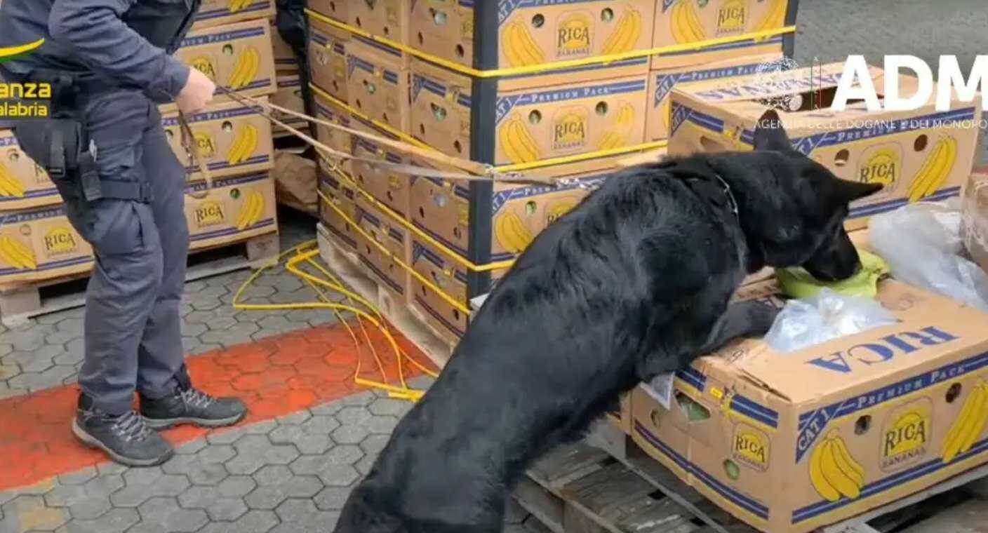 Perro rastreador localiza 2.7 toneladas de cocaína ocultos entre plátanos en puerto de Italia