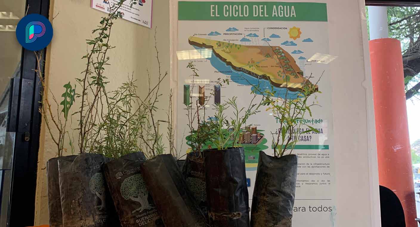 Más de 300 retoños de árboles entrega Agua de Hermosillo para promover la conservación del medioambiente