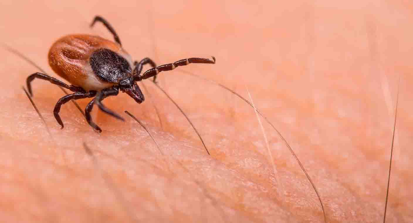 Garrapatas se esconden en muebles viejos, pasto y grietas en casa; importante prevenir rickettsia: Salud Sonora