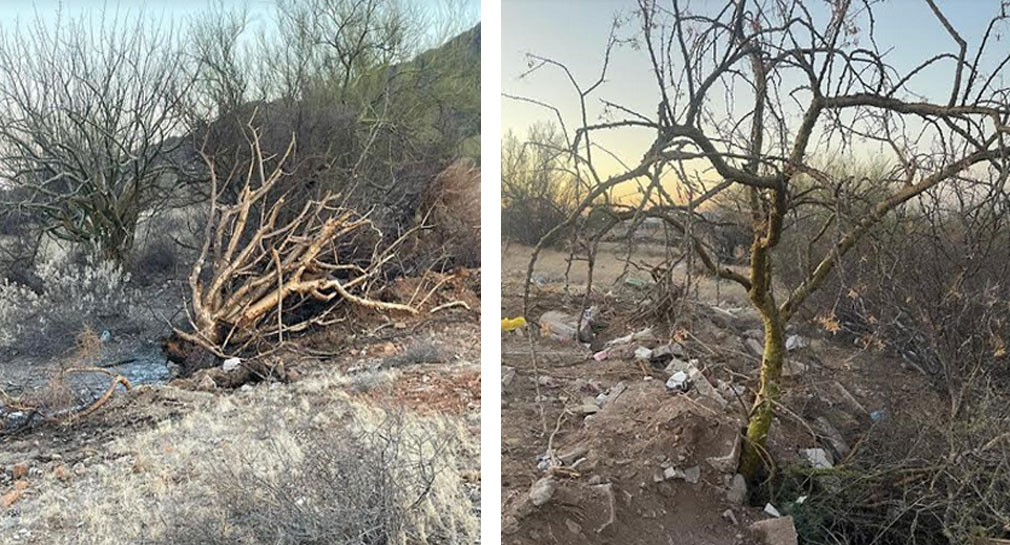 Denuncia Caminantes del Desierto desmonte de árboles al sur de Hermosillo, Patrulla Verde atiende reporte