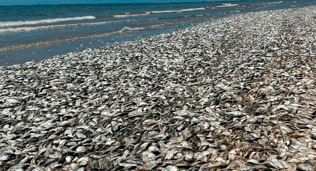 Aparecen miles de peces muertos en las costas de Texas