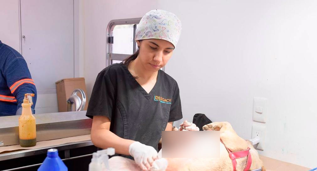 Invita Gobierno de Hermosillo a jornadas permanentes de esterilización canina y felina