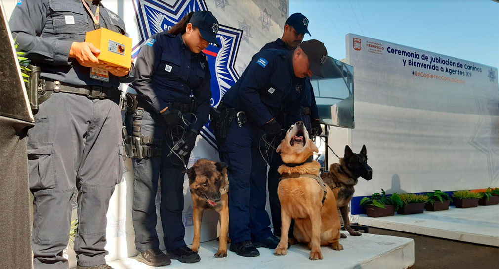 Seguridad Pública de Hermosillo jubila a 4 agentes caninos y reciben a nuevos elementos