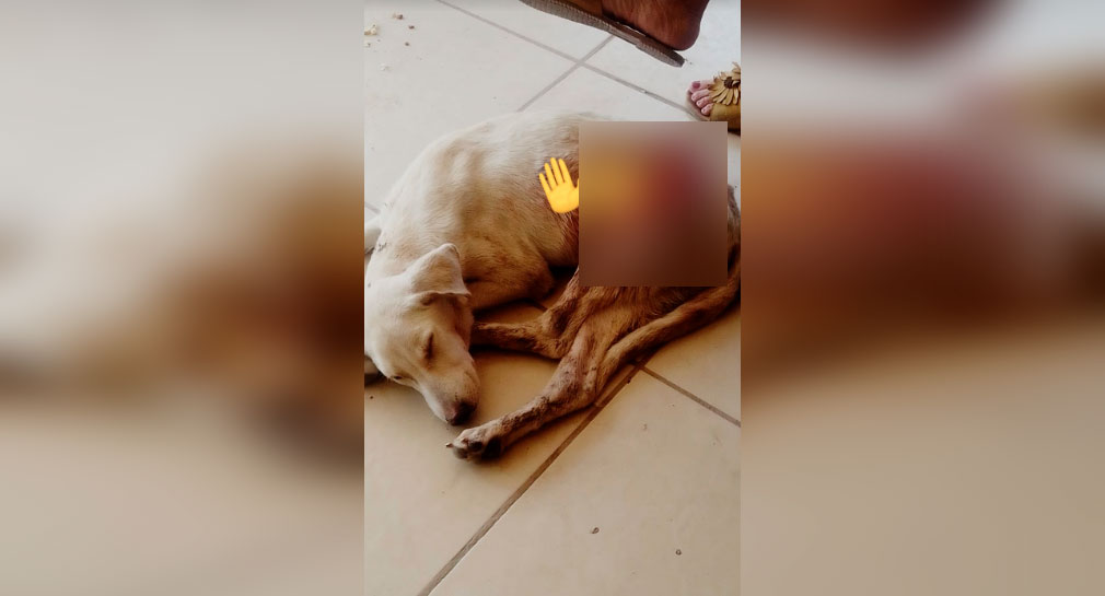 Rescatistas piden apoyo para gastos médicos de perrita con herida expuesta en Hermosillo