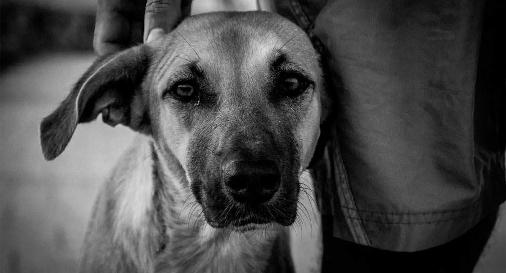 Aplican en Hermosillo más de 430 multas por faltas al Reglamento de Protección y Bienestar Canino y Felino