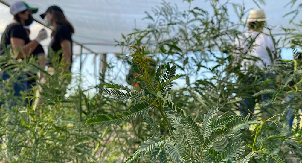 Organizan foro para conmemorar el Día Mundial del Medio Ambiente en Hermosillo