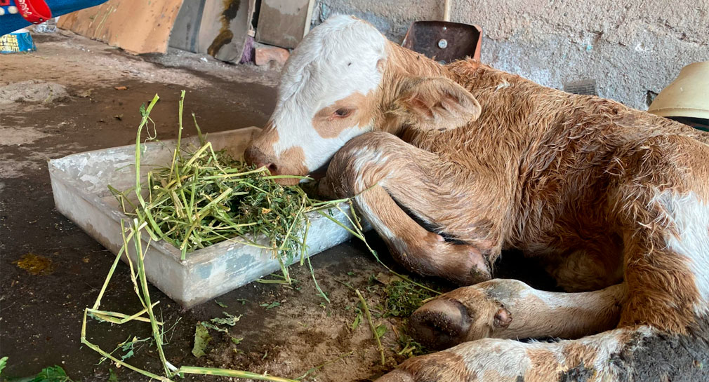 Familia rescata a becerrito lesionado al encontrarlo abandonado en presa de Hermosillo, lo atienden y buscan a su dueño