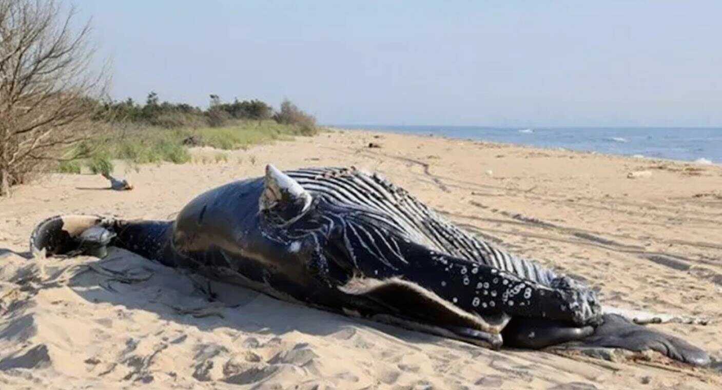 Aparecen muertas dos ballenas jorobadas frente a la costa de Nueva York; sufrieron un traumatismo