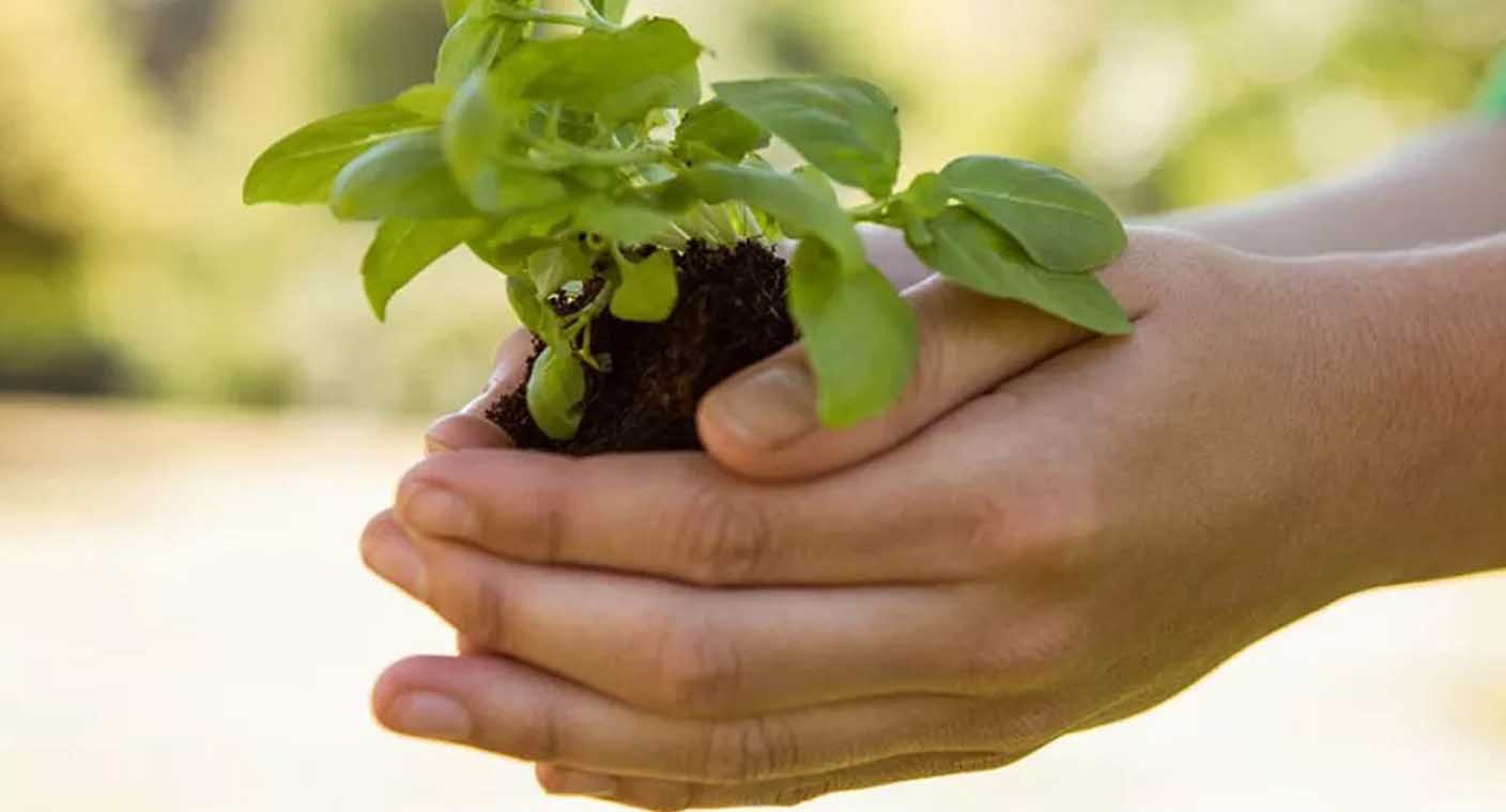 Si quieres una planta o árbol, en vivero municipal de Hermosillo son gratis
