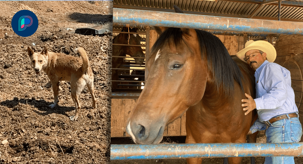 Javier Monge rescata perros que abandonan en la Carretera 26 de Hermosillo y conviven con los caballos que entrena
