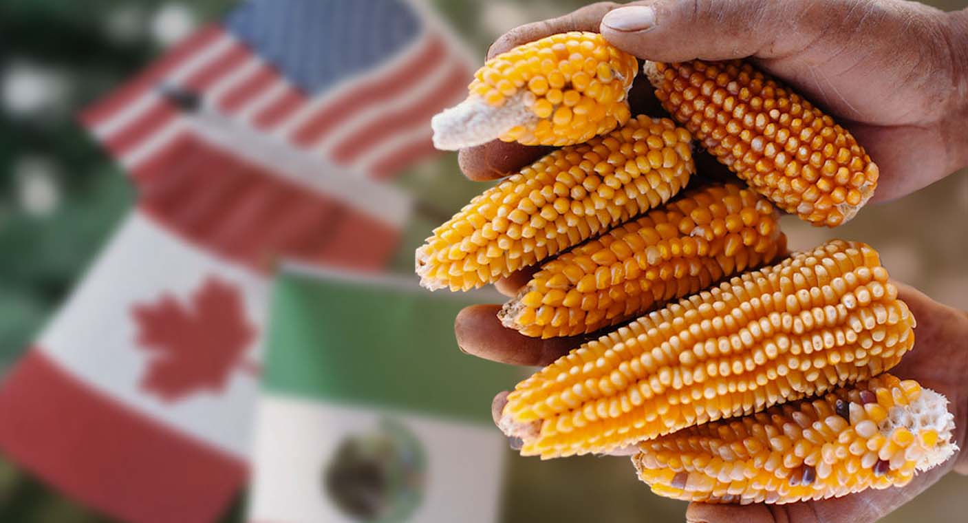 Canadá se suma a EEUU contra México por restricciones en maíz transgénico
