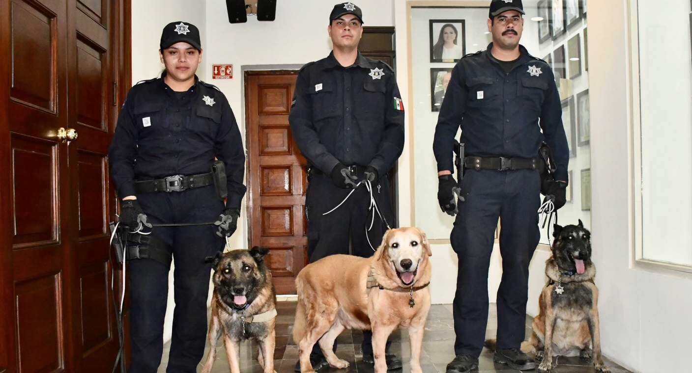 Ayuntamiento de Hermosillo aprueba dar en adopción a tres perros policías retirados
