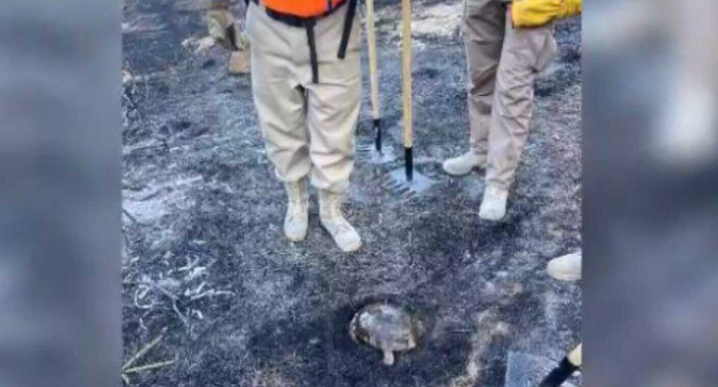 Brigadistas de Sonora salvan a tortuga atrapada en medio de un incendio al norte de Hermosillo