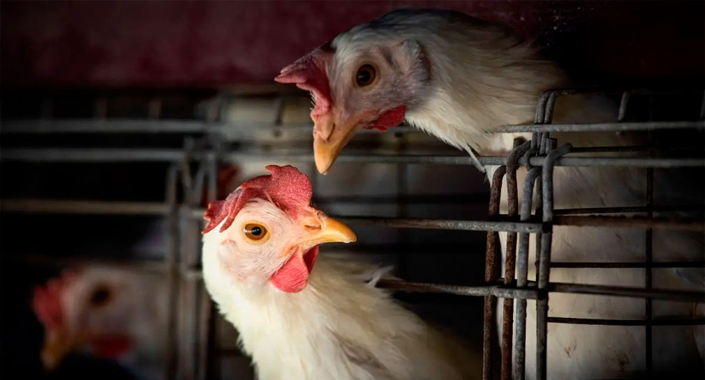 Virus aviar podría mutar e infectar con facilidad a humanos, alerta la OMS
