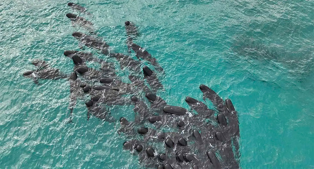 Mueren más de 90 ballenas que quedaron varadas en playa de Australia