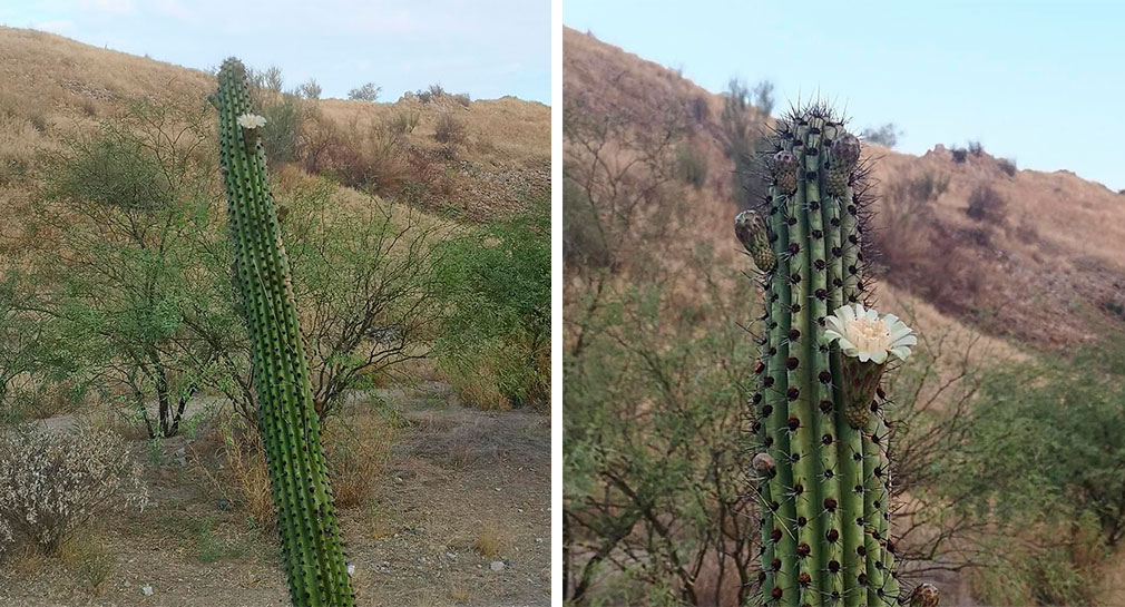 Florece pitaya que fue rescatada por activistas en las faldas del Cerro Johnson, en Hermosillo