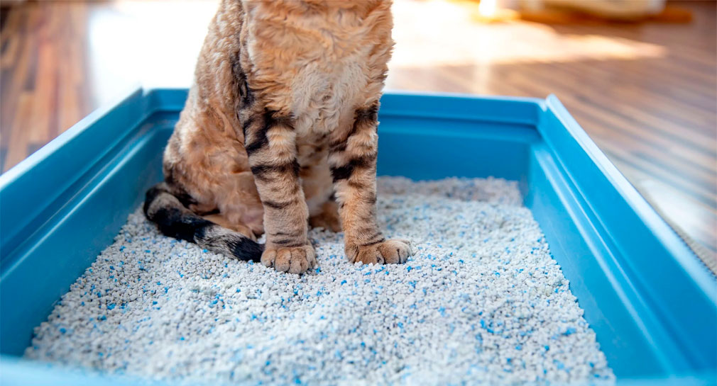 Banco de Alimentos de Hermosillo invita a participar en campaña de intercambio de frijol por arena para gato