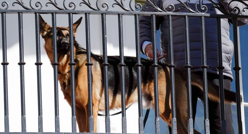 Reportan que ‘Commander’, mascota de Joe Biden, ha mordido a varios agentes del Servicio Secreto