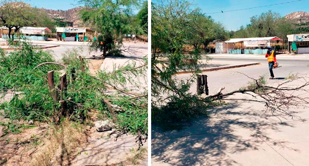 Recibe IME de Hermosillo 119 reportes por tala de árbol durante primera mitad del 2023