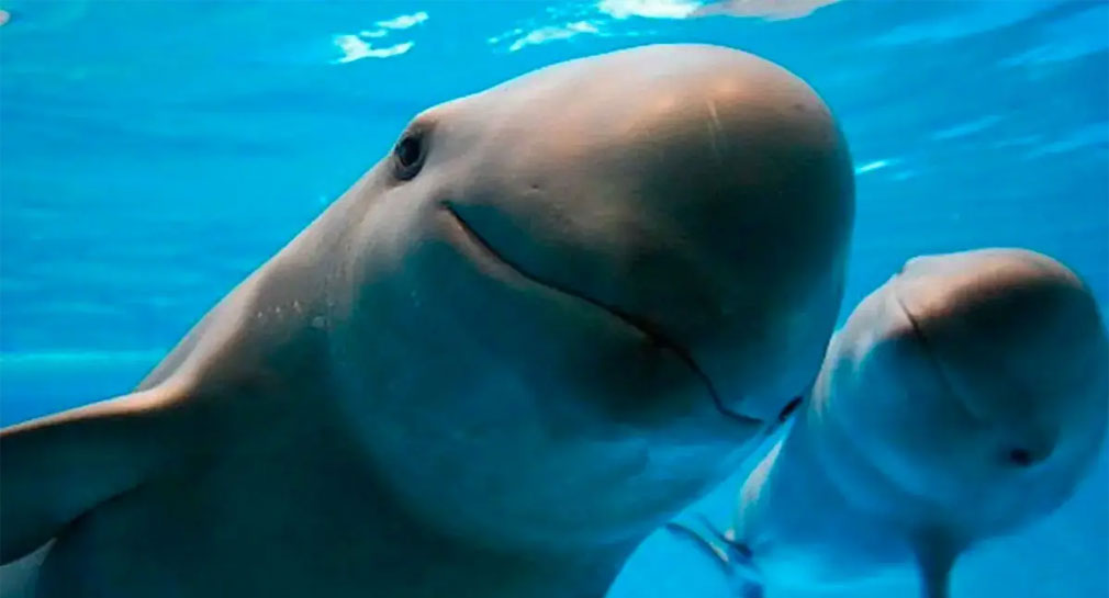 Amenaza Biden con sancionar a México si no intensifica esfuerzos por conservación de vaquita marina y totoaba
