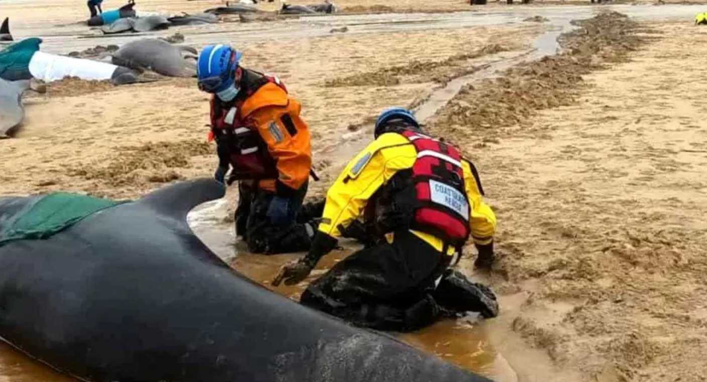 Mueren 55 ballenas tras quedar varadas en una playa de Escocia