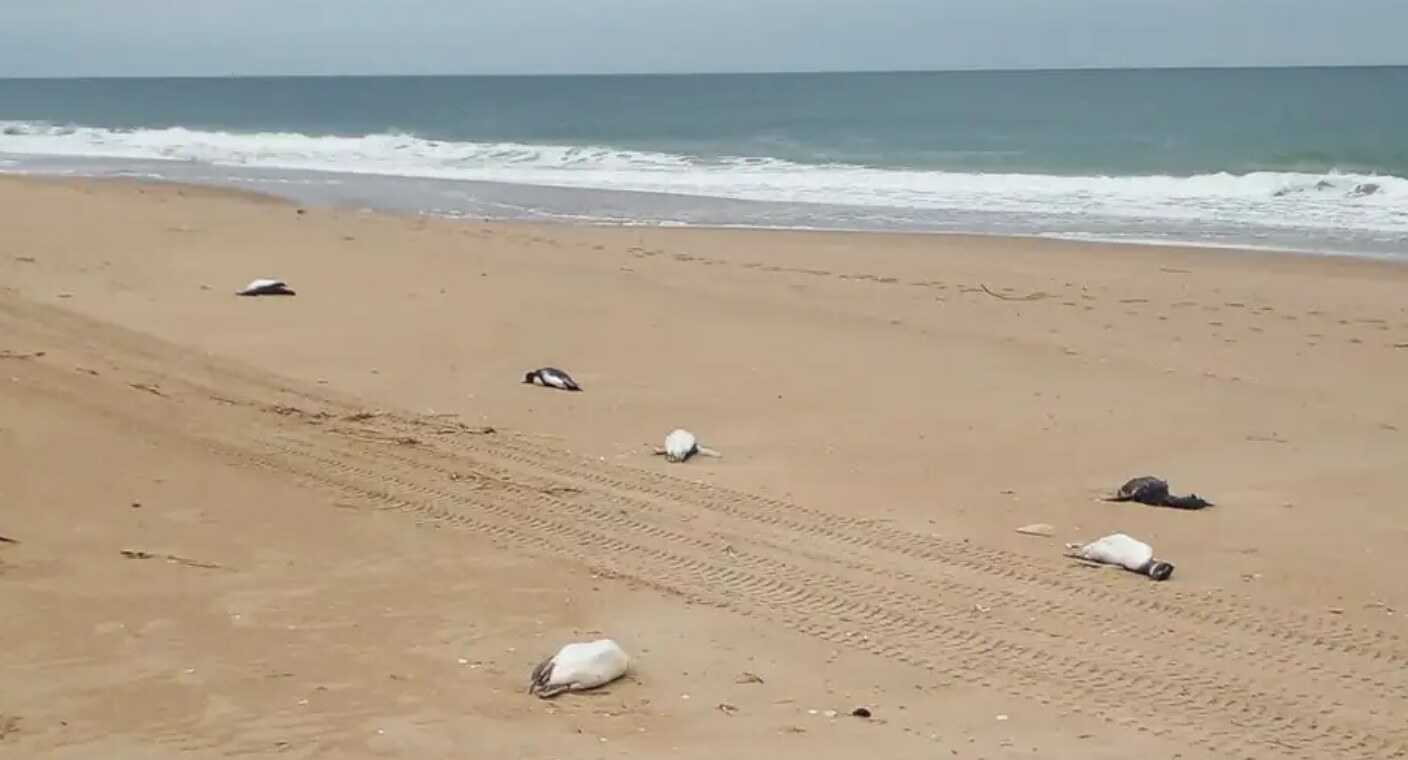 2 mil pingüinos aparecen muertos en costas de Uruguay
