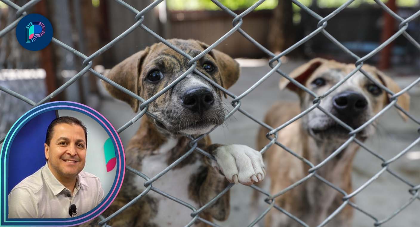 Protección Animal puede rescatar a perros maltratados o abandonados en