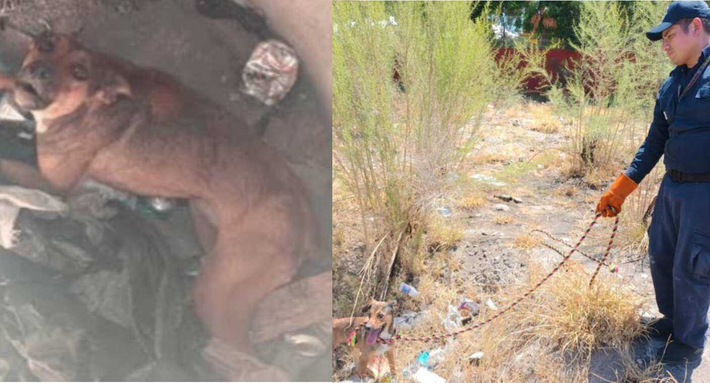 Rescatan a perro que cayó al fondo de una alcantarilla en colonia Lomas Altas, de Hermosillo