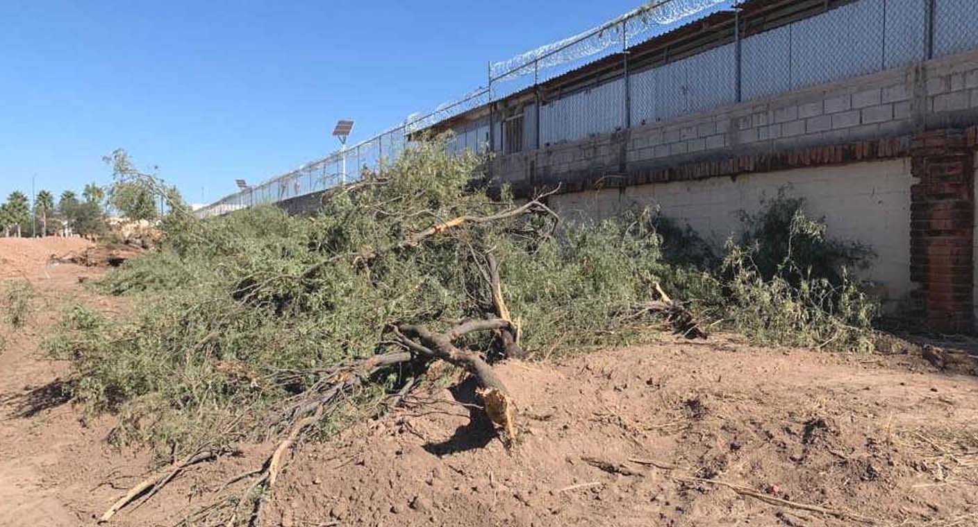 En 6 meses gobierno de Hermosillo ha recibido 49 solicitudes para talar y podar árboles; en 2022 no hubo registros