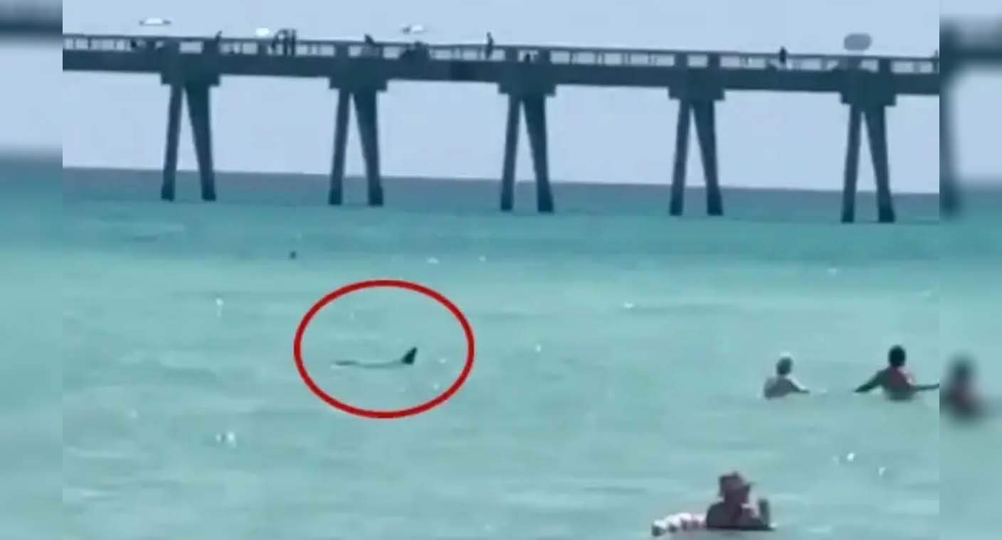 Nueva York usará drones para vigilar tiburones en sus playas