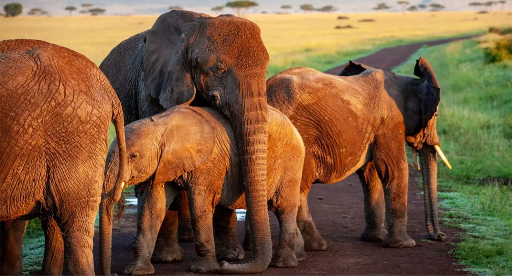 Manada de elefantes se escapa del Parque de la Reina Isabel en Uganda, hay 2 muertos